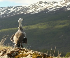male upland goose